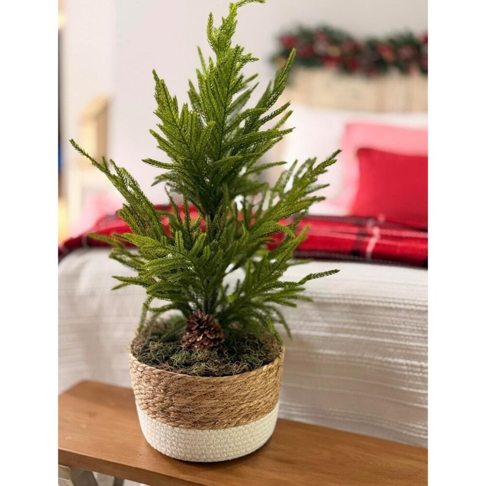 Artificial Plant Norfolk Island Pine Natural Looks Reel 2 Feet